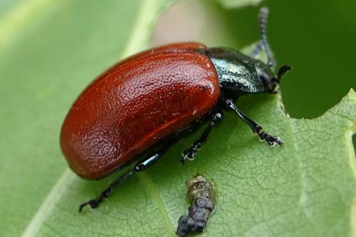 Chrysomela tremula